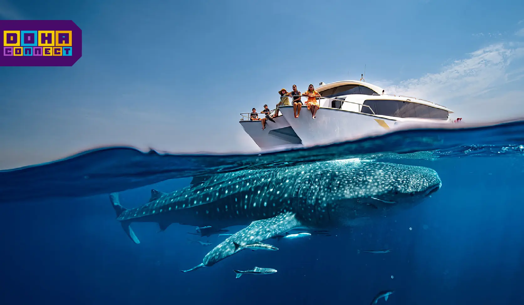 Qatar whale shark tour